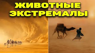 Вот Почему Песчаная Буря Не Может Убить Верблюдов. Животные пустыни.