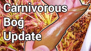 Carnivorous Plant Bog Update ( 2 Years )