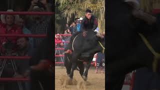 Ⓜ️OROCO DE #pátzcuaro  EL GIGANTE DEL JINETE🅾️ #jaripeo