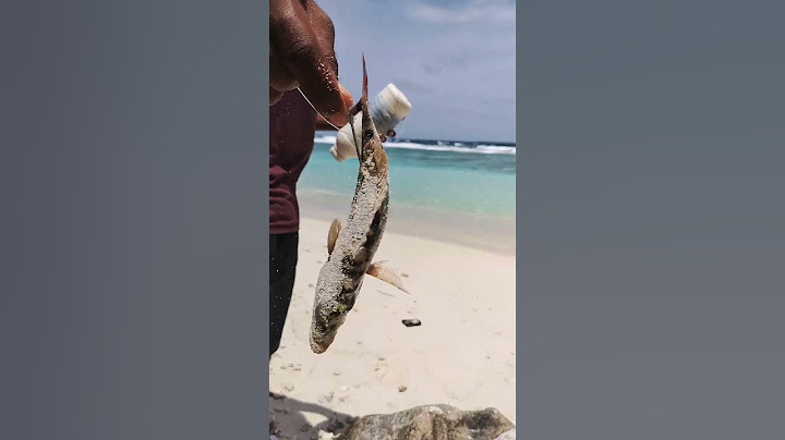 “The fish I caught is gone! 😅 Is It Alive or Dead?” #MalayalamFishing #BigCatch #CatchOrMiss #Shorts