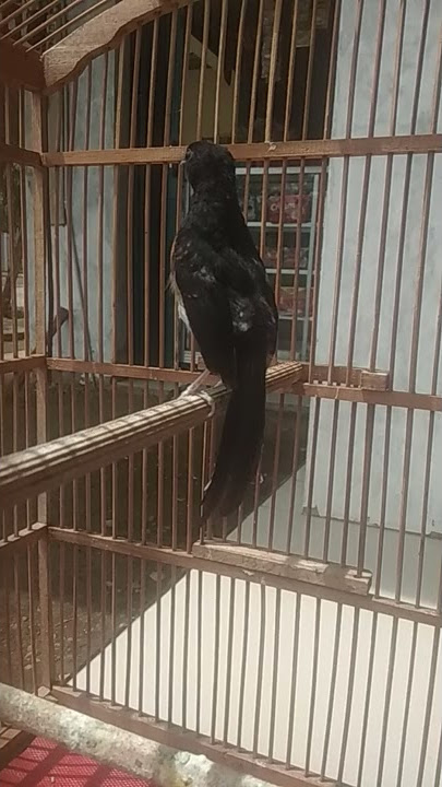 Salah satu ciri trotol murai batu calon petarung figter