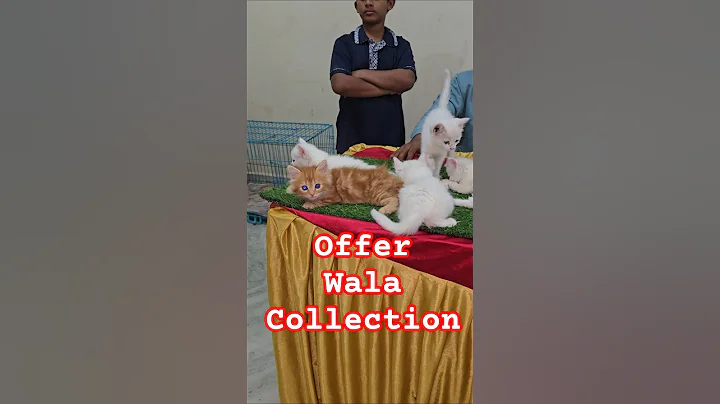 Video 11651311: persian kittens cattery, persian cat kitten