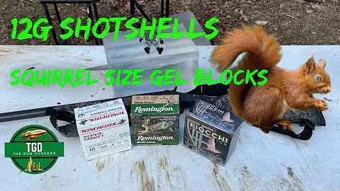 Squirrel Size Gel Block Testing With Different Shot Size | #7.5 #6 and steel #7