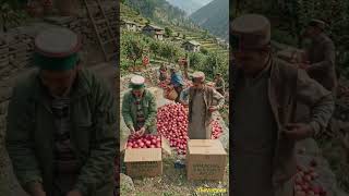 Himachal Village Life 🍎 Apple Farming &amp; Family Routine | Peaceful Mountain Life (No Dialogue)