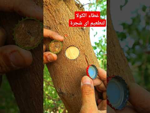 99 من الناس لا تعرف هذة التقنية لتطعيم الاشجار اا     