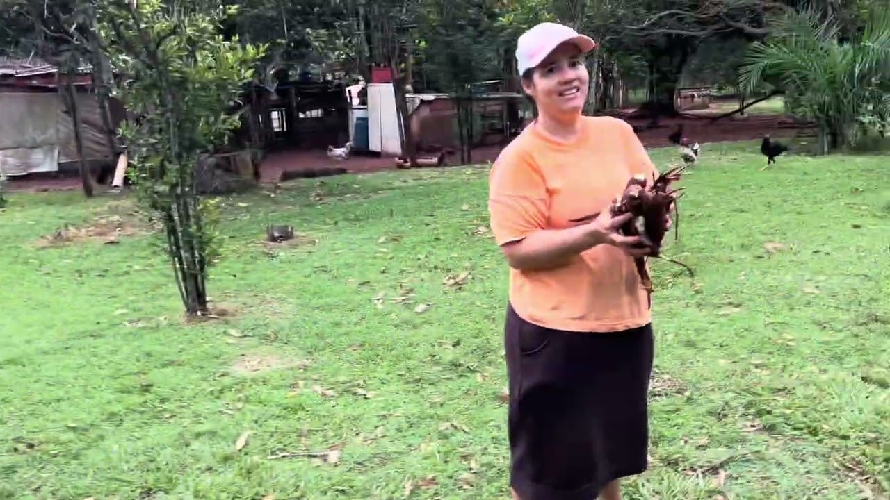 Colheita de mandioca| limpando o quintal| caminhada do dia 