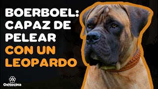 BOERBOEL: 9 COSAS que debes SABER