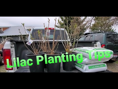 Video: Kompaktní Meyer Lilac: Tipy pro pěstování Meyer Lilac