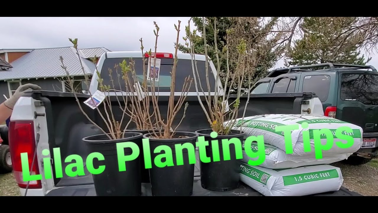 Lilac Planting... Plus Tips!