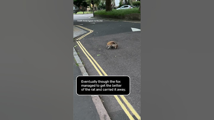 Rat Vs Fox In London!