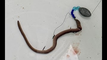 How To Hook a Big Worms - Live Bait Fishing Rig - Cách Móc Giun To
