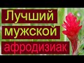 Лучший мужской афродизиак. Эфирное масло имбиря.