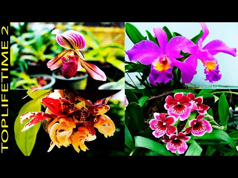 10 Orquídeas Más Bellas de Colombia