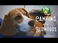 Cute beagle goes camping for first time