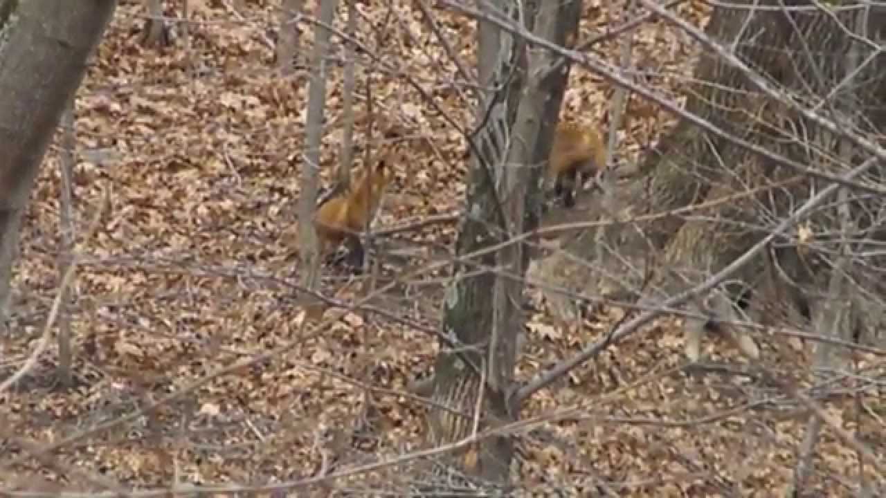 Two Red Foxes Hunting Together YouTube