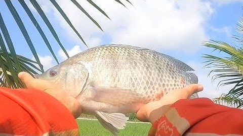 Fishing | Câu Đài | Tập 155 | Săn Cá Rô Phi Cụ Ngày Mưa Bão |  Nghiện Câu TV