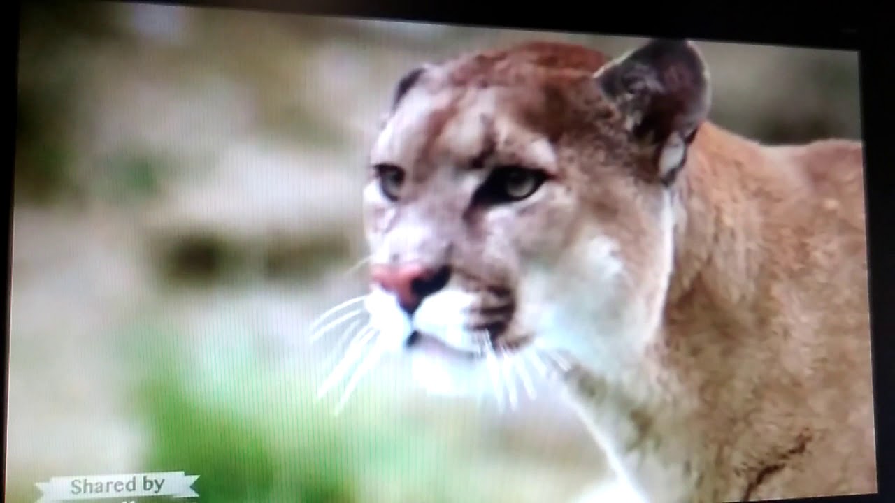 puma and baby bear