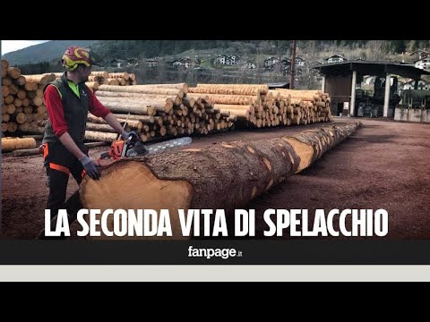 Video: La Seconda Vita Dell'albero Di Natale