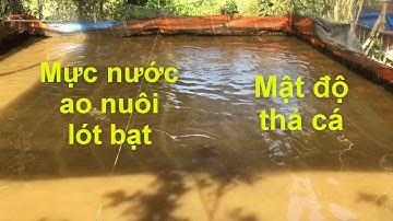 Mực nước đối với bể bạt nuôi cá rô đầu nhím và mật độ thả cá | Đó đây TN