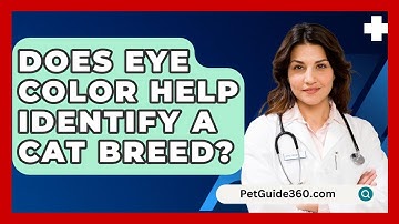 Does Eye Color Help Identify A Cat Breed? - PetGuide360.com
