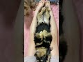 膝枕でヘソ天するミニチュアダックスフンド#shorts
