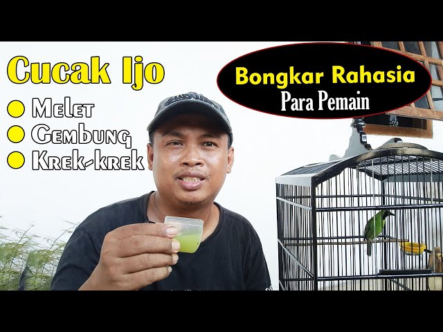 AKHIRNYA SAYA BONGKAR DI SINI...!! CARA PALING MUDAH MENGATASI CUCAK IJO KREK KREK, GEMBUNG, MELET class=