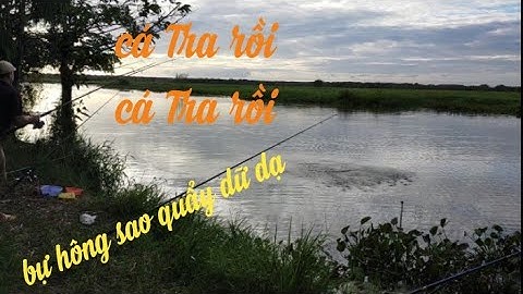 CÂU CÁ TRÀM CHIM P2 - lần đầu  thấy mặt cá TRA Tràm Chim - biết thêm loại cá mới ở đây - Video 133