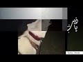 شيله على اذيب ياذيب ليش تجاذب اصوت يا ذيب شيله على اذيب ياذيب ليش تجاذب اصوت يا ذيب