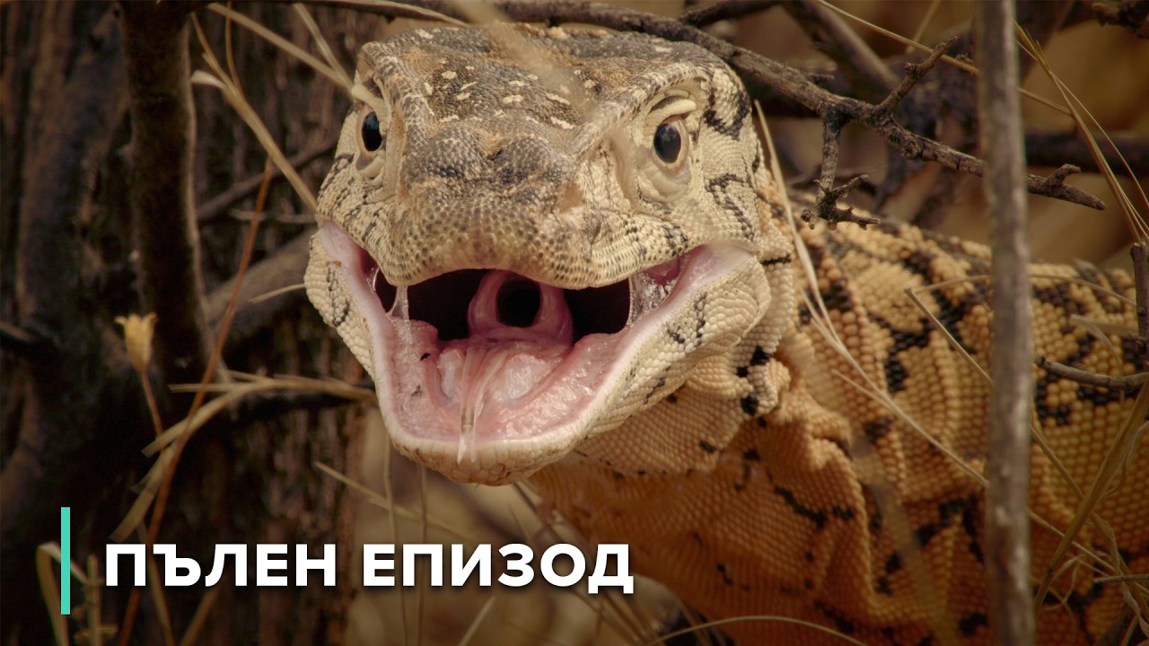 Пустинни влечуги: Оцеляване в Аутбека | Опасни австралийски животни 103