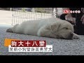 犬界「天堂路」！超萌狗寶寶如何變身帥氣警犬？