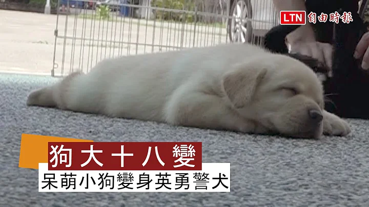 犬界“天堂路”！超萌狗宝宝如何变身帅气警犬？ - 天天要闻