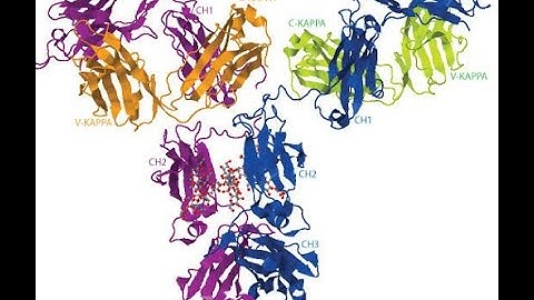 Understanding of Immunoglobulin structure representation on IMGT database