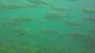 AMBA0089.MP4 Diving in a school of Salmon !!!