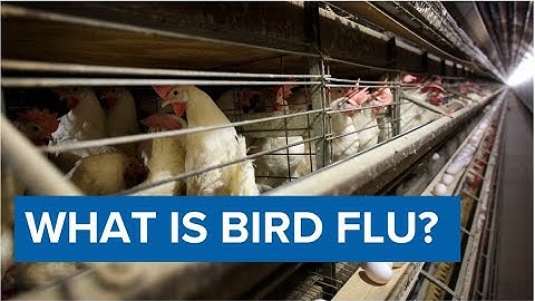 Bird flu in California | An expert explains the risk and how to avoid the virus