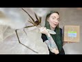 Tom Patterson sent ANGRY LOOKING SPIDERS (unboxing)