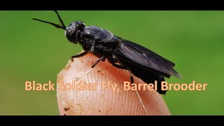 Black Soldier Fly,  Barrel Brooder 07 14 21