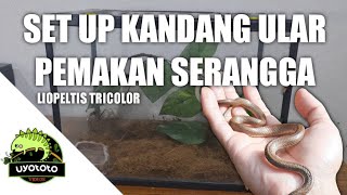 SET UP KANDANG UNTUK ULAR PEMAKAN SERANGGA LIOPELTIS TRICOLOR ATAU ULAR LIDI