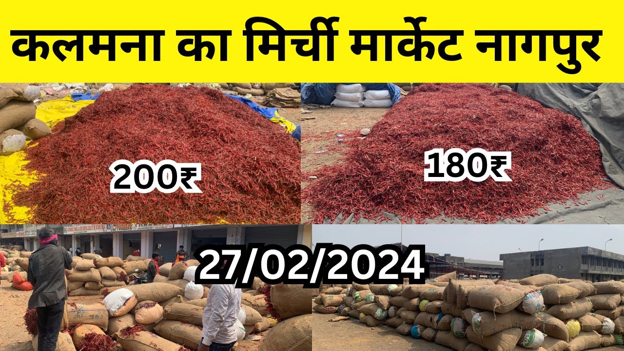 Kalamna Ka Mirchi Market Today 27 02 2024 Mirchi Market Kalamna In wholesale-sabji-mandi-nagpur-vlog-kalamna-market-today-14-02-2023