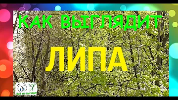 Как выглядит дерево Липа