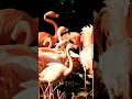 Pink Flamingo Sounds