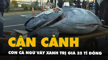 Cận cảnh con cá ngừ vây xanh vừa được bán với giá quy đổi 32 tỉ đồng