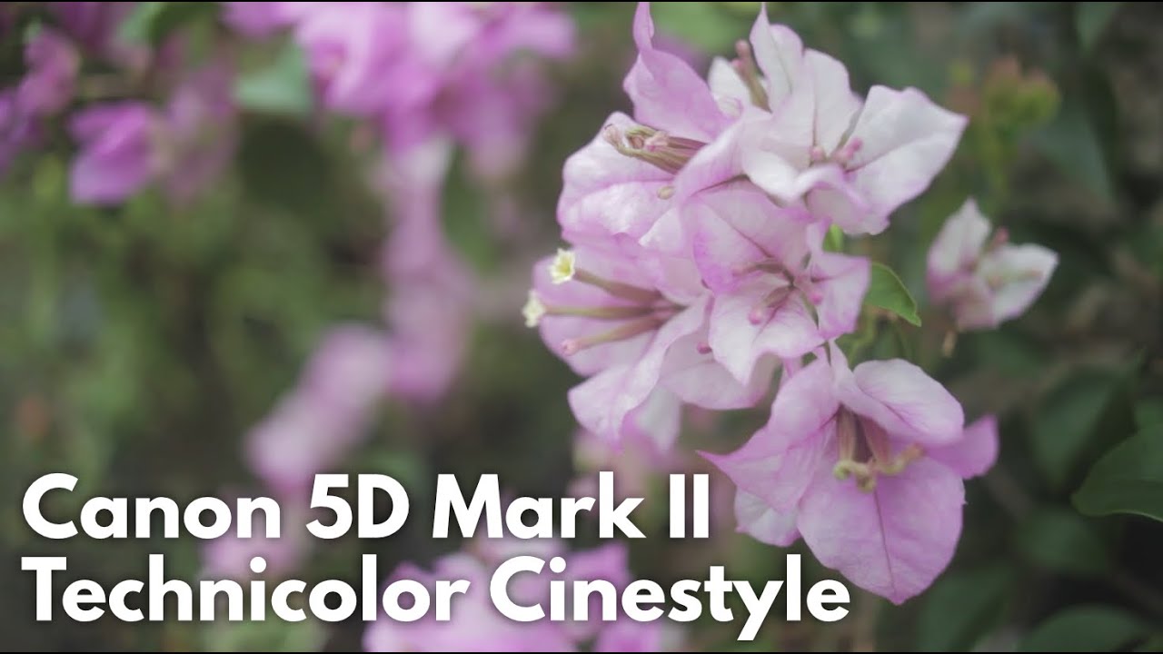 Canon 5D Mark ii (Technicolor Cinestyle)