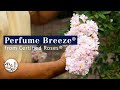 Perfume Breeze By Certified Roses 