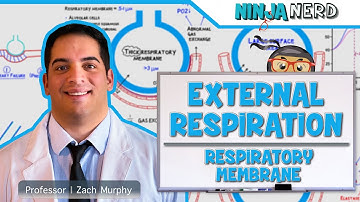 Respiratory | External Respiration: Thickness & Surface Area of Respiratory Membrane