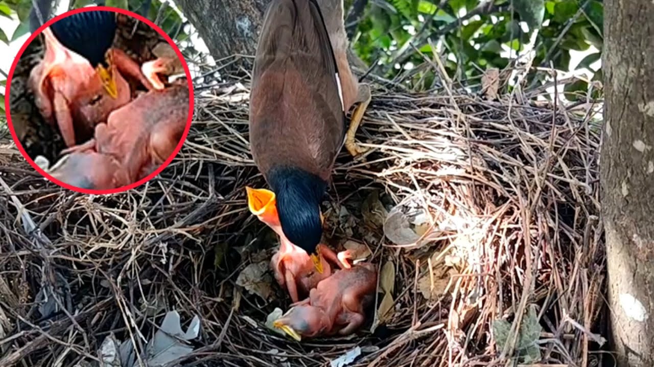 My baby bird looks like it has a wound on its stomach, mother, don't look at it