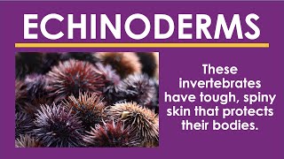 ECHINODERMS | Invertebrates