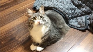 コタツに突っ込む猫 ノルウェージャンフォレストキャットRush into kotatsu.Norwegian Forest Cat.