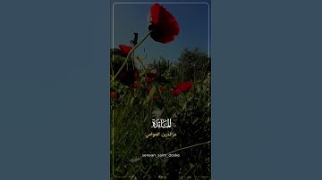 تلاوة هادئدة سورة المائدة