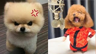 Tik Tok Chó Phốc Sóc Mini 😍 Funny and Cute Pomeranian #407