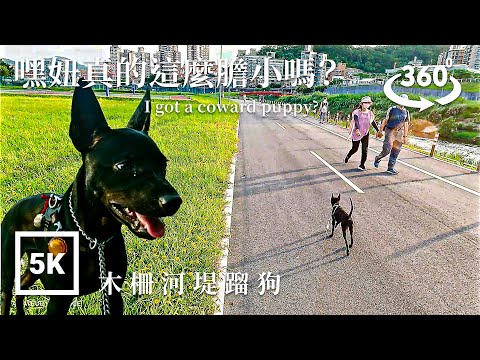 5K 360 VR Taiwan Dog 台灣犬 Taipei Walk 動物園前景美溪河堤 Zoo Levee Dog Walk|Taiwan Walk Asmr Built Environ